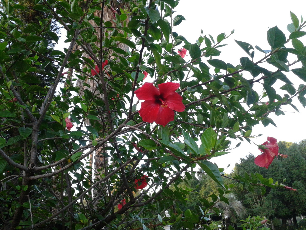 Red Hibiscus